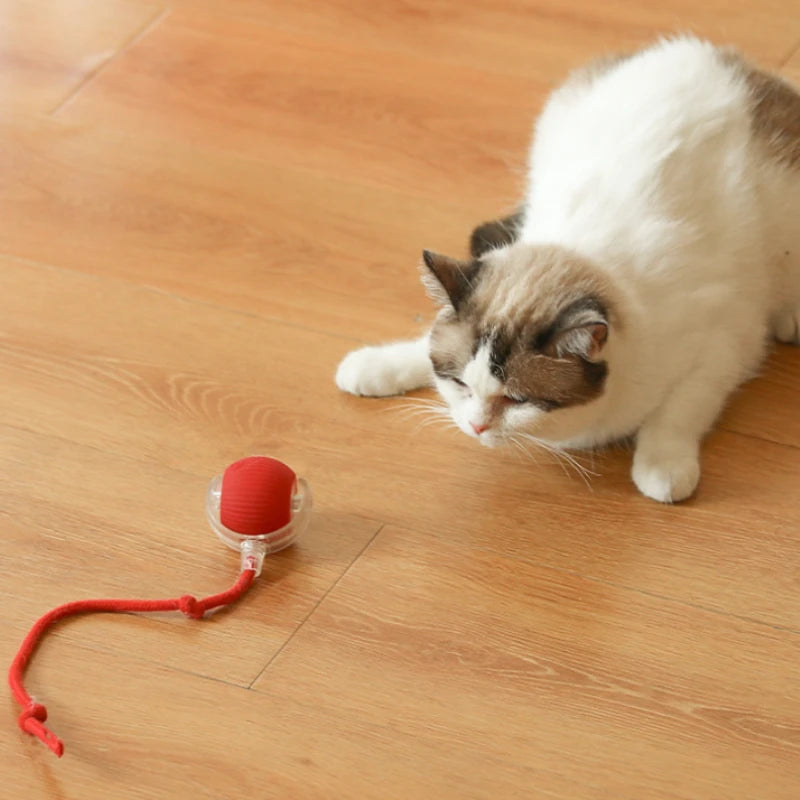 Whisker Wellness Play Ball | Fun & Interactive Toy for Cats